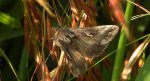 Błyszczka jarzynówka, literówka jarzynówka (Autographa gamma)