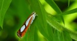 Wachlarzyk sosnowy (Catoptria pinella)