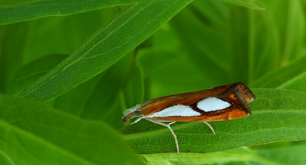 Wachlarzyk sosnowy (Catoptria pinella)