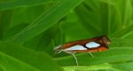 Wachlarzyk sosnowy (Catoptria pinella)