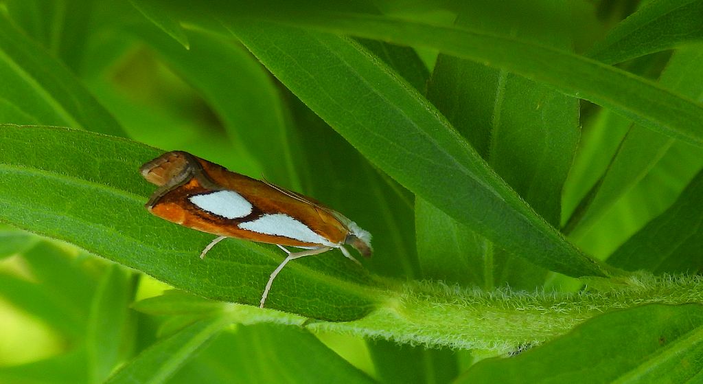 Wachlarzyk sosnowy (Catoptria pinella)