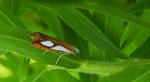 Wachlarzyk sosnowy (Catoptria pinella)