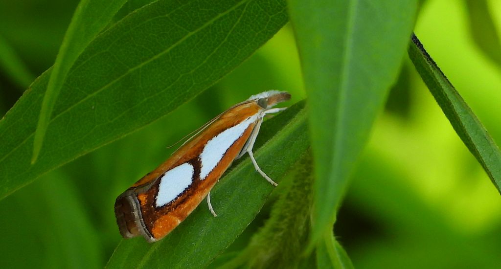 Wachlarzyk sosnowy (Catoptria pinella)
