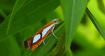 Wachlarzyk sosnowy (Catoptria pinella)
