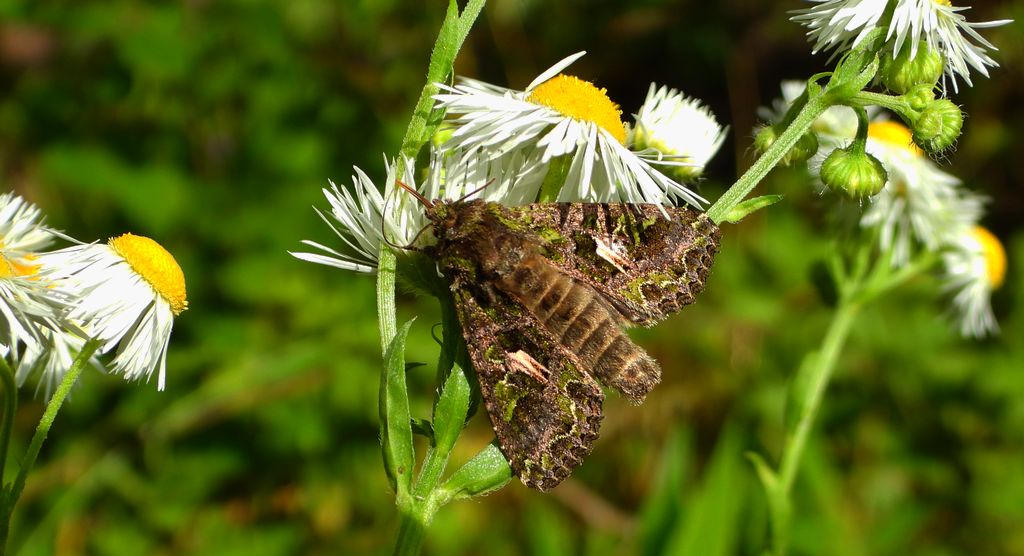 Agatówka łobodnica (Trachea atriplicis)
