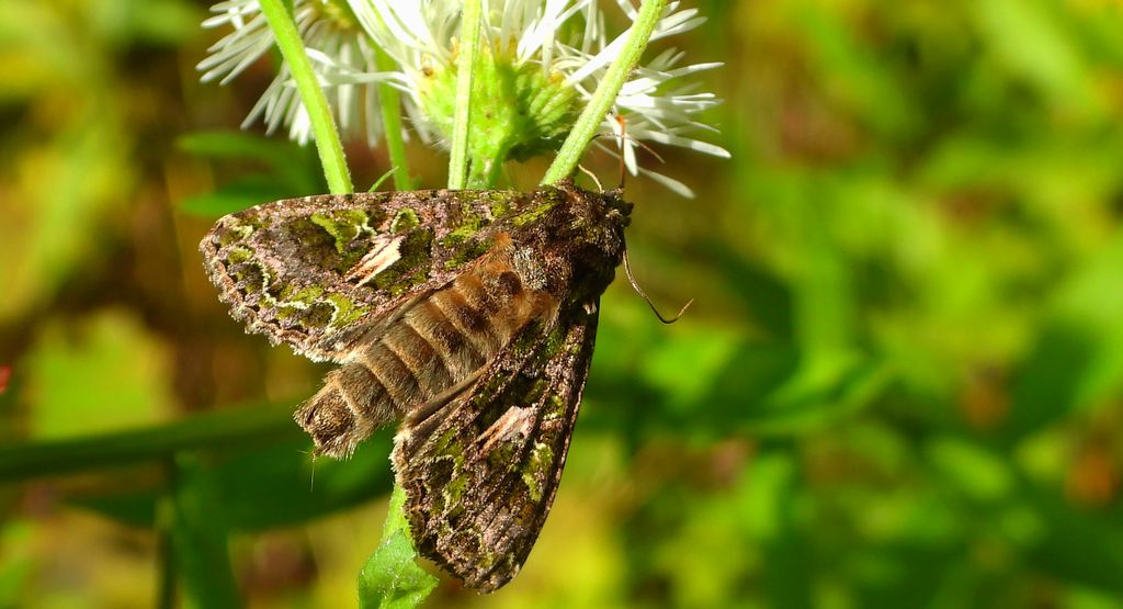 Agatówka łobodnica (Trachea atriplicis)