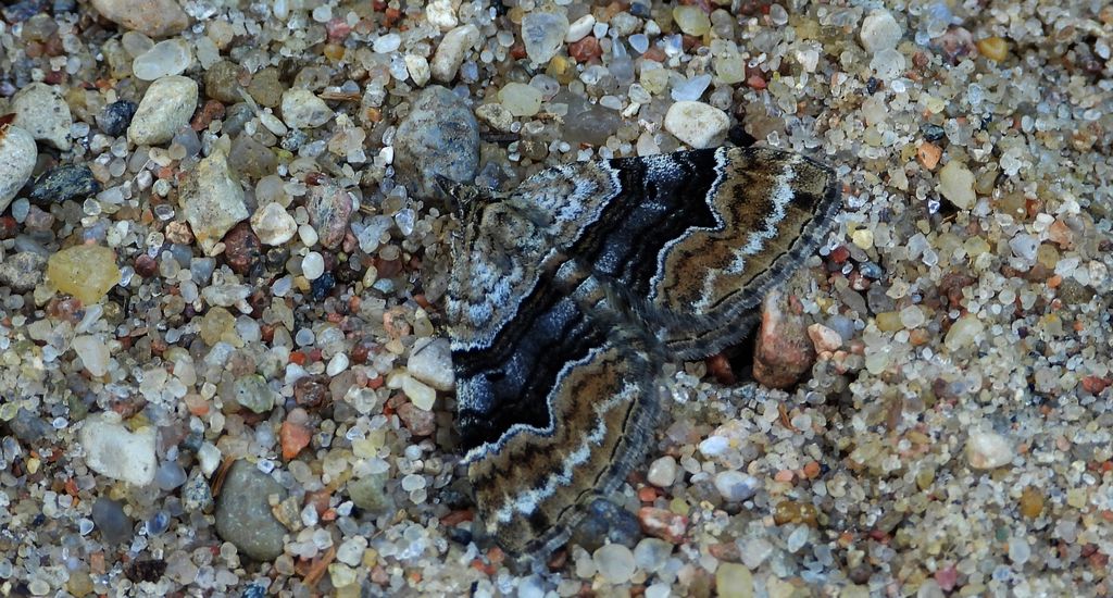 Paśnik czteropasek (Xanthorhoe quadrifasiata)