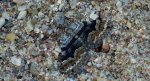 Paśnik czteropasek (Xanthorhoe quadrifasiata)