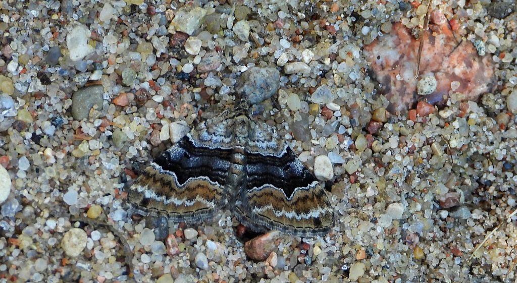 Paśnik czteropasek (Xanthorhoe quadrifasiata)