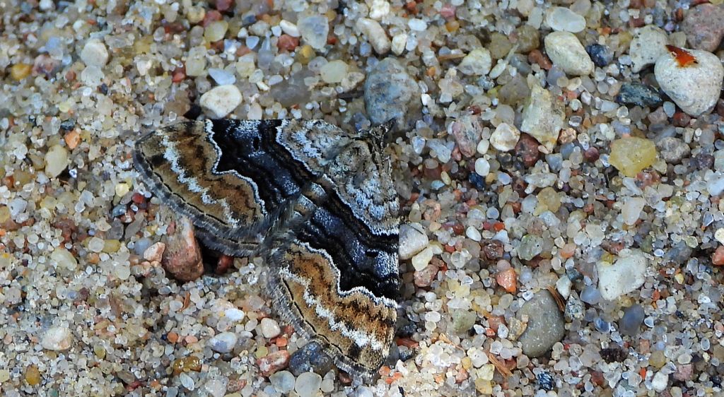 Paśnik czteropasek (Xanthorhoe quadrifasiata)