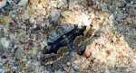 Paśnik czteropasek (Xanthorhoe quadrifasiata)
