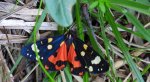 Krasopani poziomkówka (Callimorpha dominula)