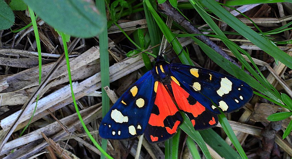 Krasopani poziomkówka (Callimorpha dominula)