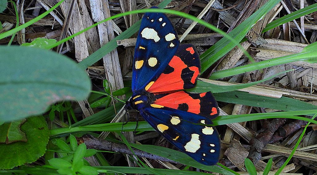 Krasopani poziomkówka (Callimorpha dominula)