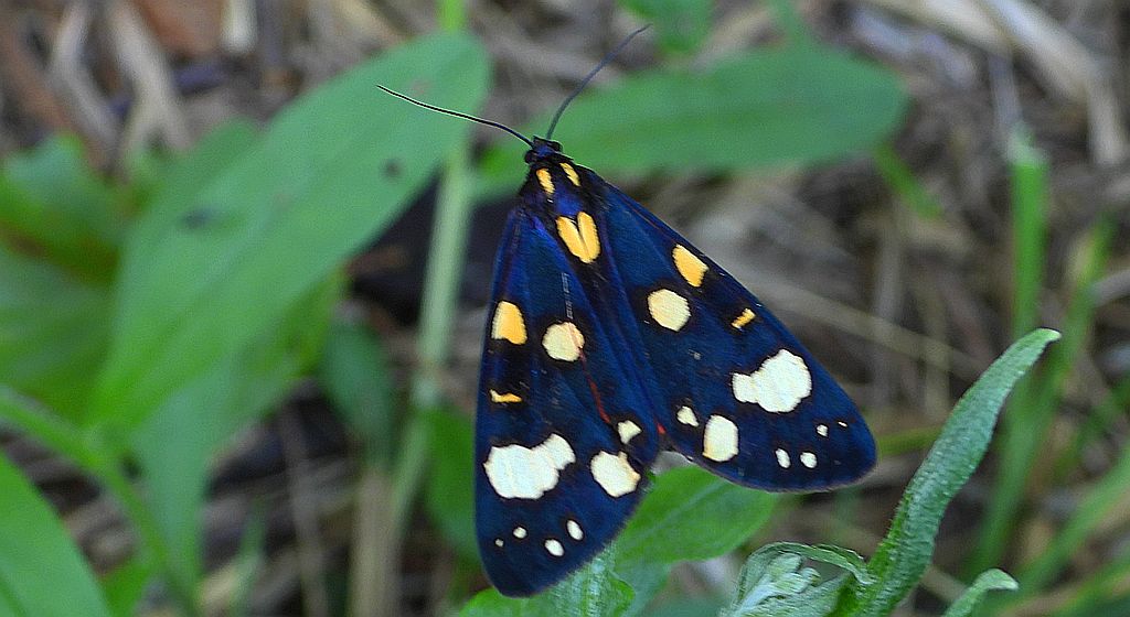 Krasopani poziomkówka (Callimorpha dominula)