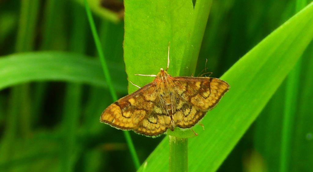 Przezierka dziewannówka (Anania verbascalis)
