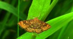 Przezierka dziewannówka (Anania verbascalis)