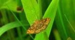 Przezierka dziewannówka (Anania verbascalis)