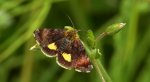 Pozłotka pokątnica (Panemeria tenebrata)