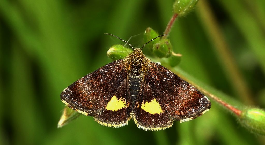 Pozłotka pokątnica (Panemeria tenebrata)