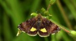 Pozłotka pokątnica (Panemeria tenebrata)