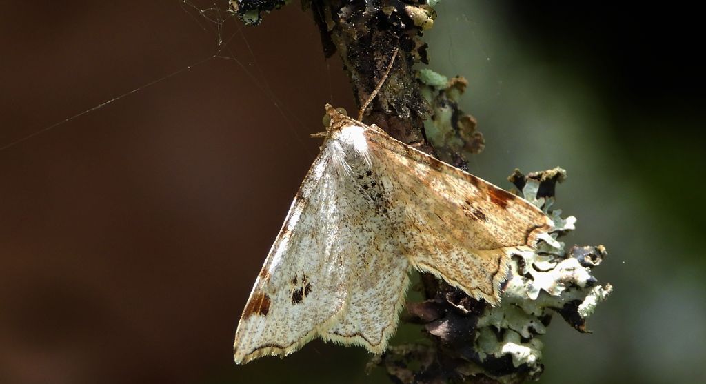 Witalnik dębiniak (Macaria notata)