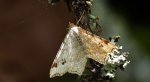 Witalnik dębiniak (Macaria notata)