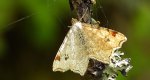 Witalnik dębiniak (Macaria notata)