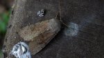 Piętnówka zmiennica (Orthosia incerta)