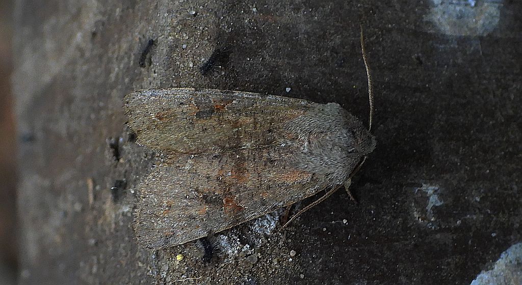 Piętnówka zmiennica (Orthosia incerta)
