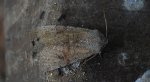 Piętnówka zmiennica (Orthosia incerta)
