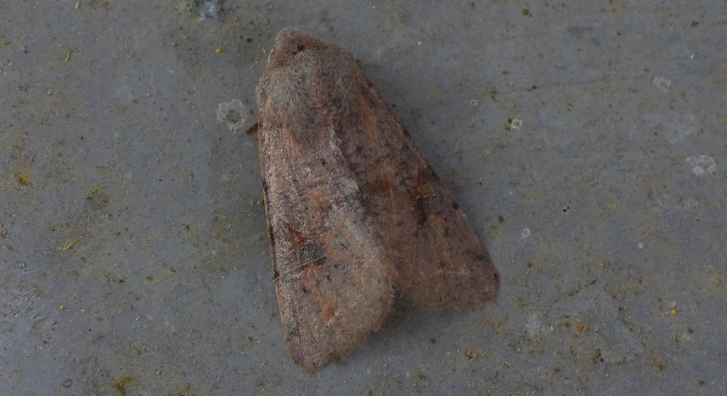 Piętnówka zmiennica (Orthosia incerta)