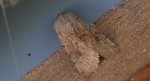 Piętnówka zmiennica (Orthosia incerta)