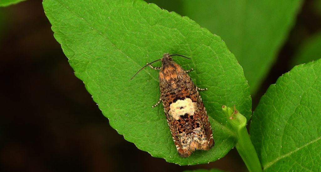 Zwójka - Epiblema scutulana