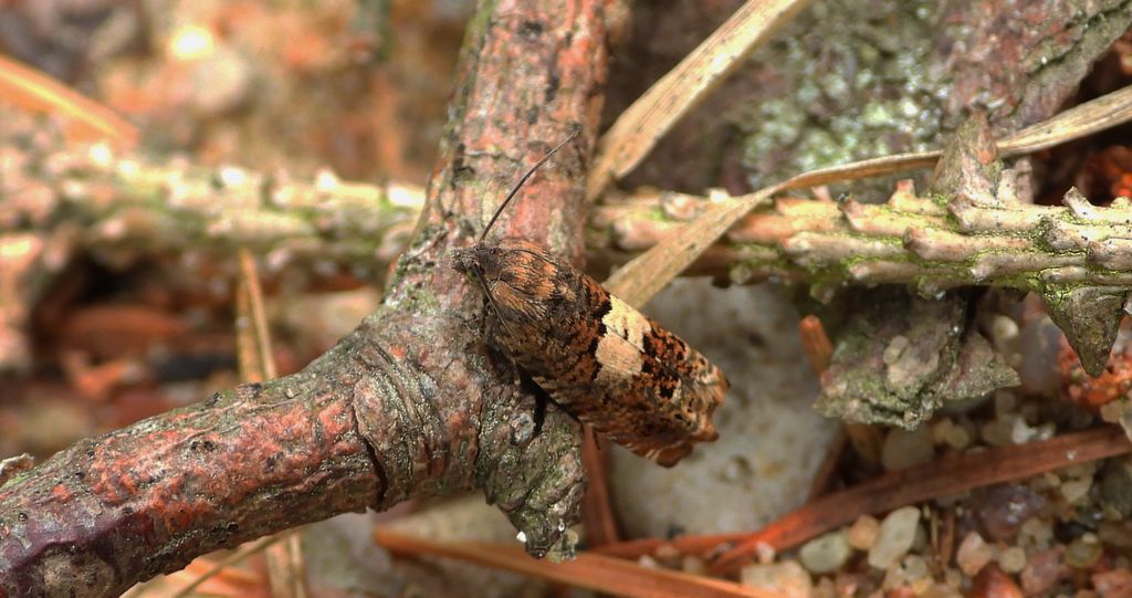 Zwójka - Epiblema scutulana