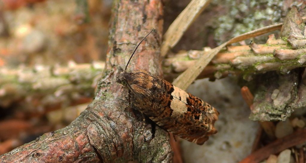 Zwójka - Epiblema scutulana