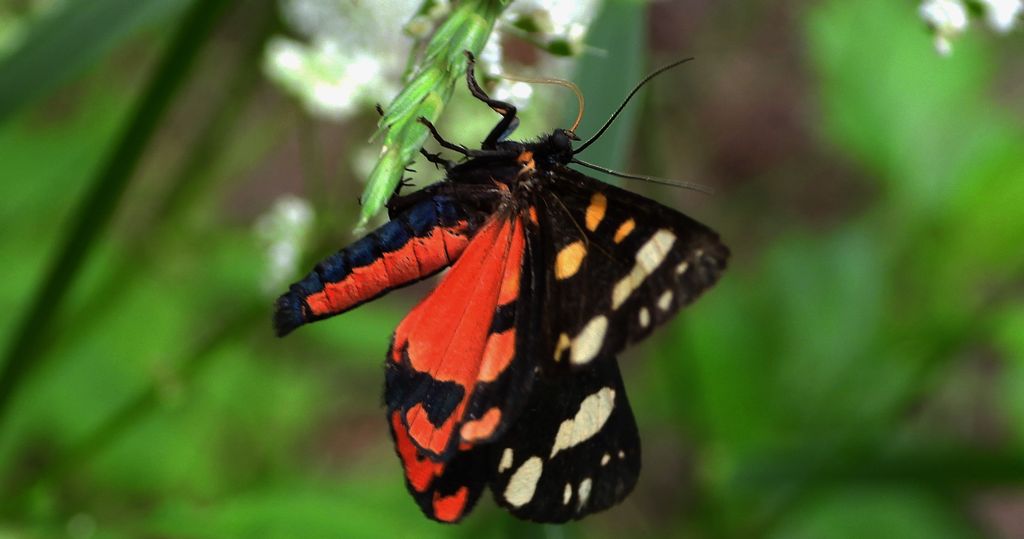 Krasopani poziomkówka ( Panaxia dominula)