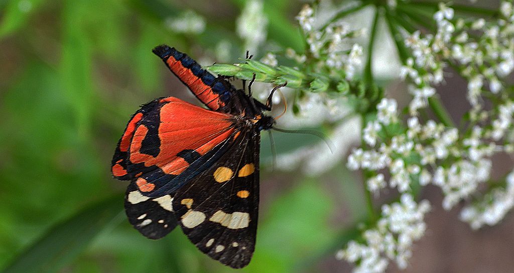 Krasopani poziomkówka ( Panaxia dominula)
