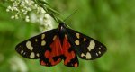 Krasopani poziomkówka ( Panaxia dominula)