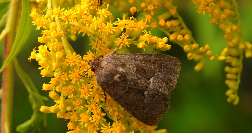 Oligia fasciuncula