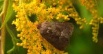 Oligia fasciuncula