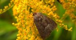 Oligia fasciuncula