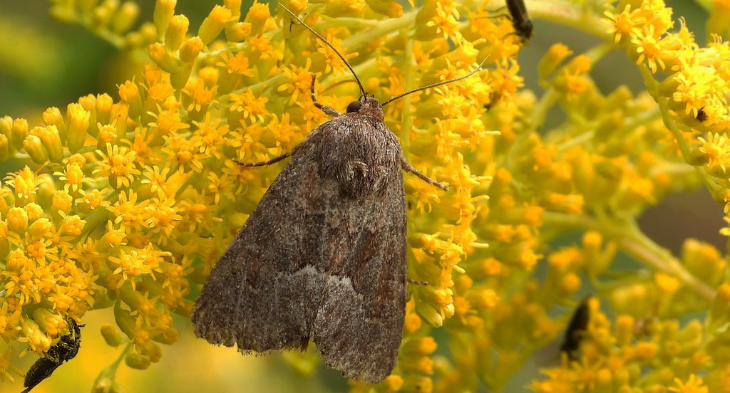 Oligia fasciuncula