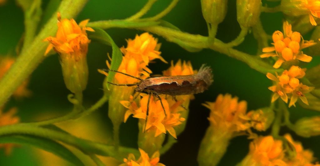 Tantniś krzyżowiaczek  (Plutella xylostella)