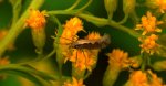 Tantniś krzyżowiaczek  (Plutella xylostella)