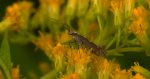 Tantniś krzyżowiaczek  (Plutella xylostella)