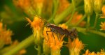 Tantniś krzyżowiaczek  (Plutella xylostella)
