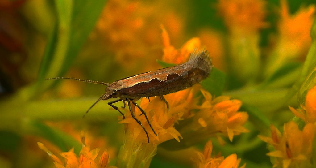 Tantniś krzyżowiaczek  (Plutella xylostella)