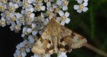 Słonecznica szczeciówka (Heliothis viriplaca)