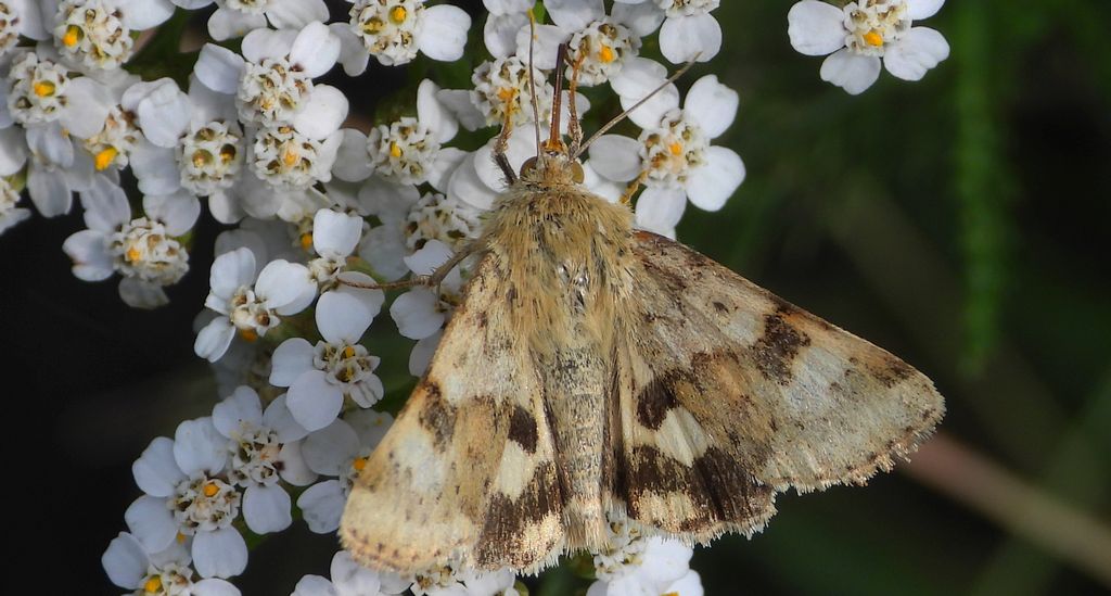 Słonecznica szczeciówka (Heliothis viriplaca)